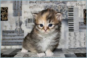 Female Siberian Kitten from Deedlebug Siberians